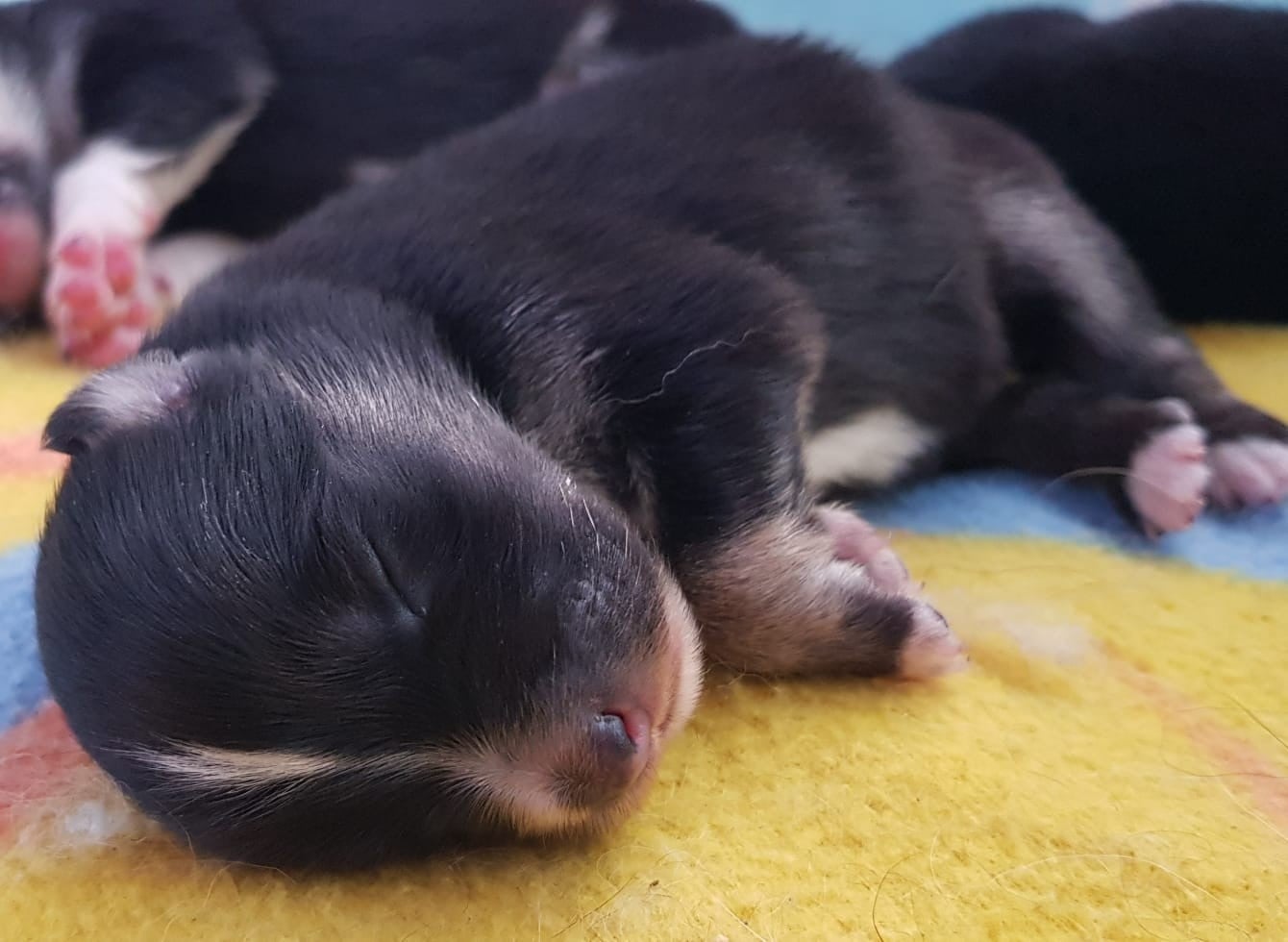 CHIOT 6 - Chien finnois de Laponie