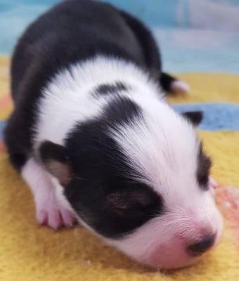Les chiots de Chien finnois de Laponie
