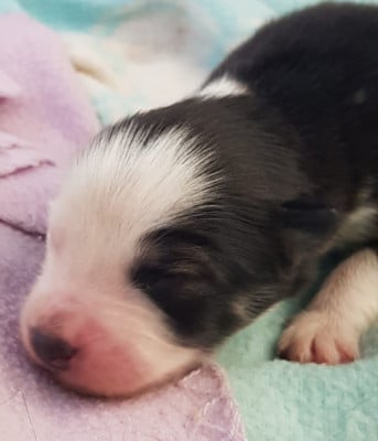 Les chiots de Chien finnois de Laponie