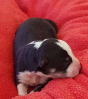Les chiots de Chien finnois de Laponie