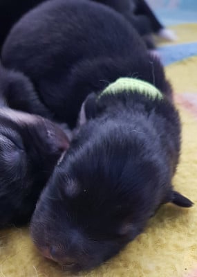Les chiots de Chien finnois de Laponie