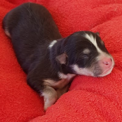 Les chiots de Chien finnois de Laponie