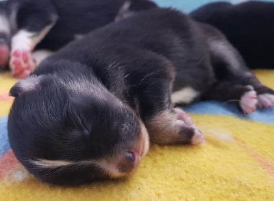 Les chiots de Chien finnois de Laponie