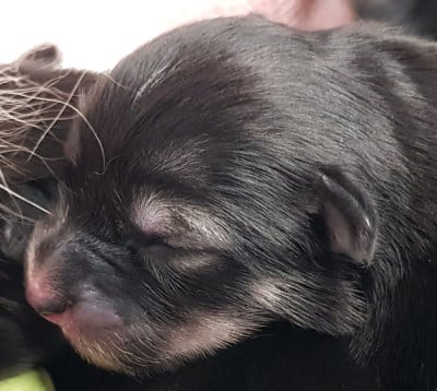 Les chiots de Chien finnois de Laponie