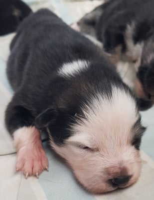 Les chiots de Chien finnois de Laponie