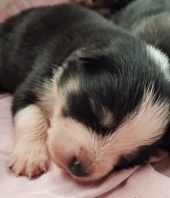 Les chiots de Chien finnois de Laponie