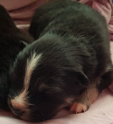 Les chiots de Chien finnois de Laponie