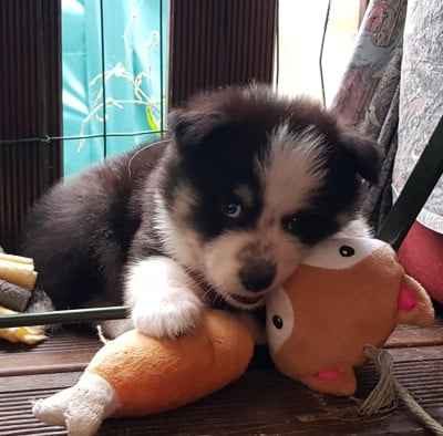 Les chiots de Chien finnois de Laponie