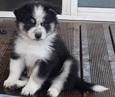 Les chiots de Chien finnois de Laponie