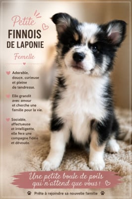 Les chiots de Chien finnois de Laponie
