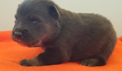 Les chiots de Chien finnois de Laponie