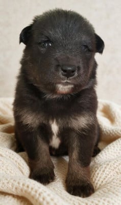 Les chiots de Chien finnois de Laponie
