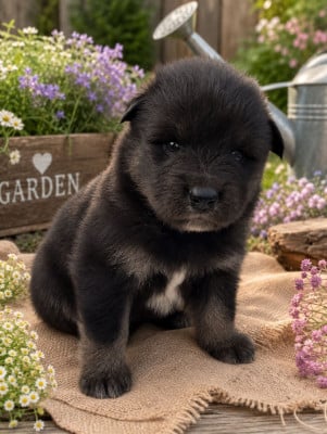 Les chiots de Chien finnois de Laponie