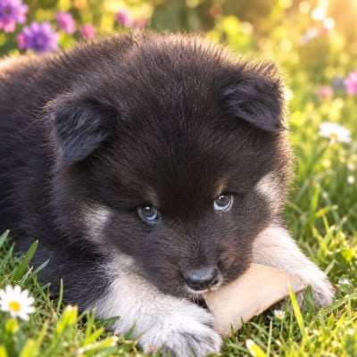 Les chiots de Chien finnois de Laponie