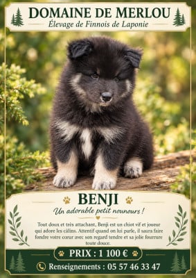 Les chiots de Chien finnois de Laponie
