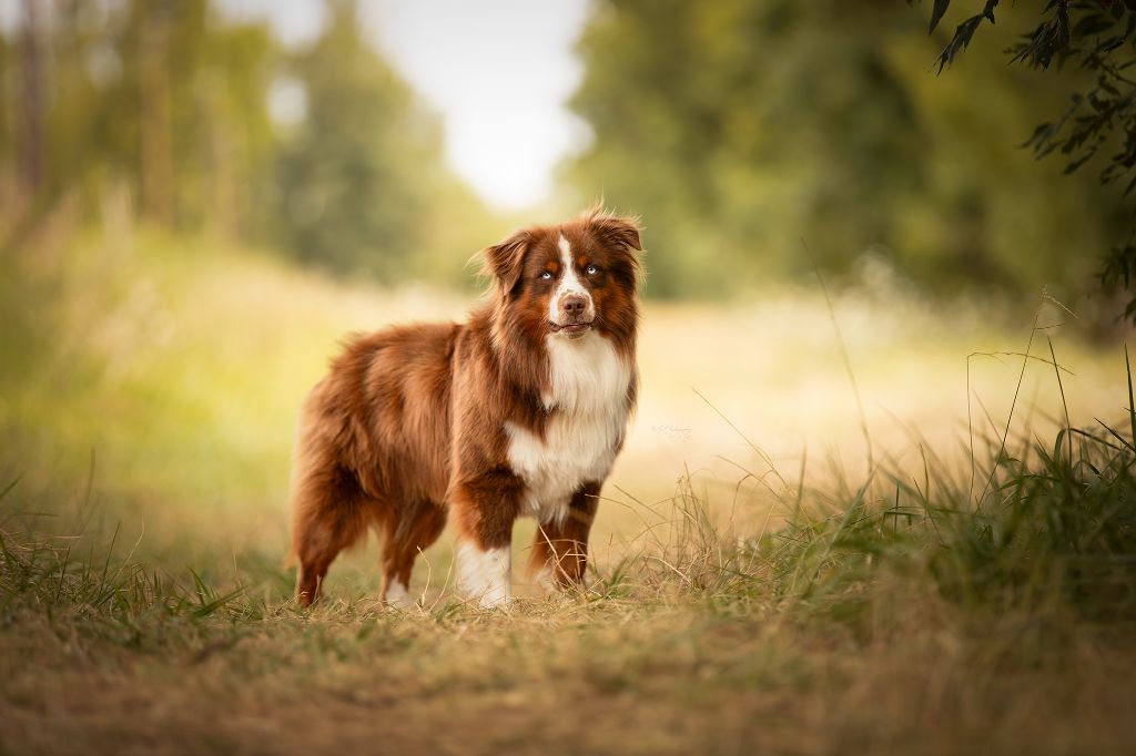 Seiko des Joyaux Des Ki Millacs