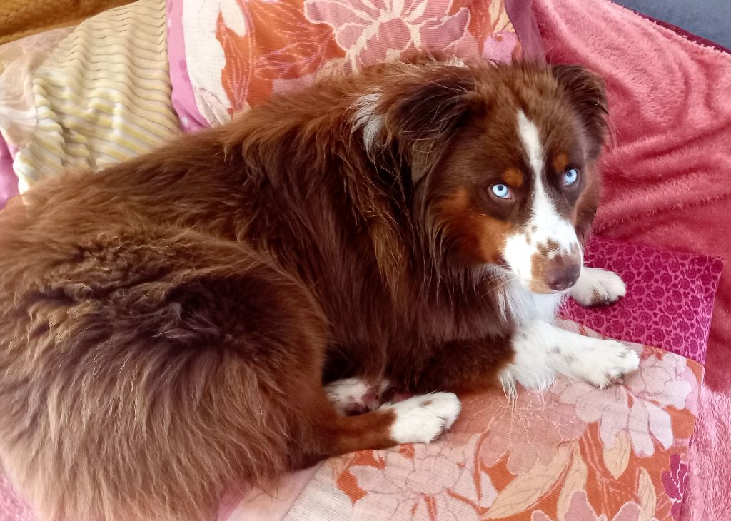 Seiko des Joyaux Des Ki Millacs