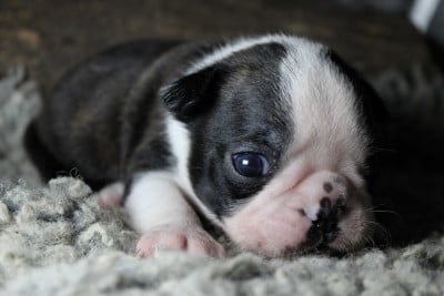 Les chiots de Boston Terrier