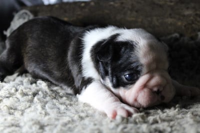 Les chiots de Boston Terrier