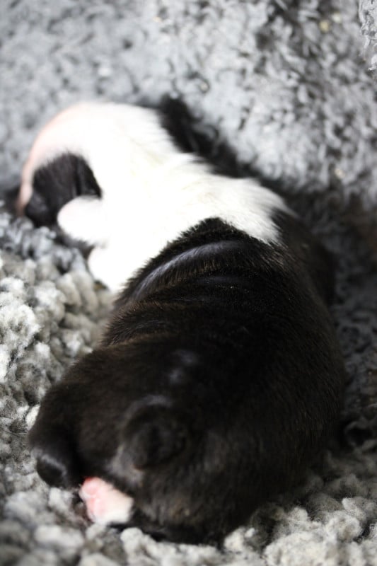 Boston Terrier - Des PokamChoux