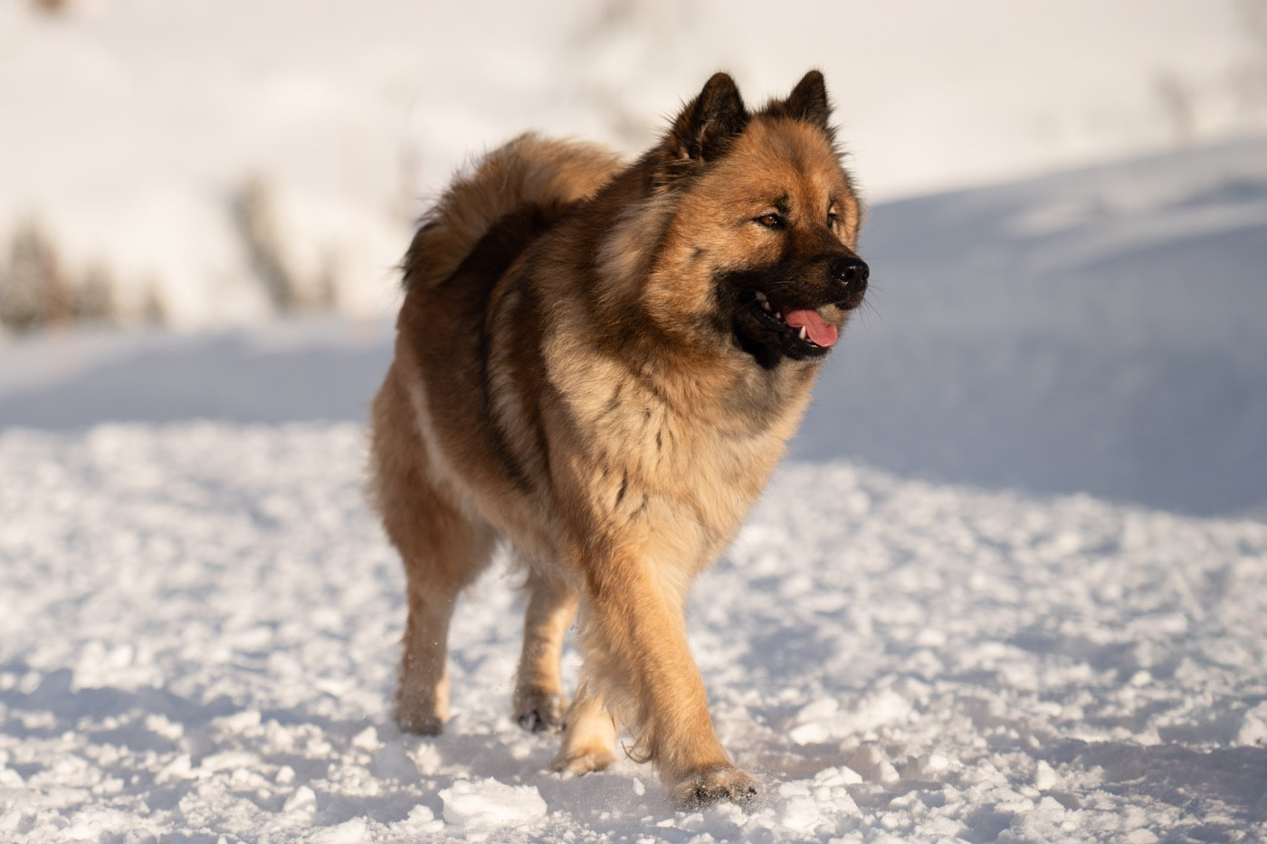 Ursae minoris des Contrées d'Herbeval