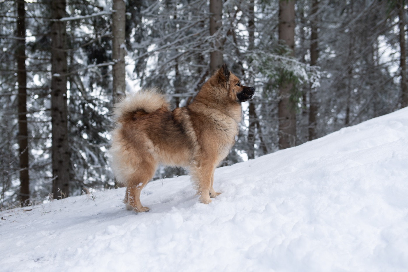 Ursae minoris des Contrées d'Herbeval