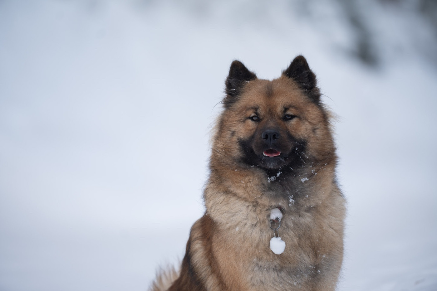 Ursae minoris des Contrées d'Herbeval