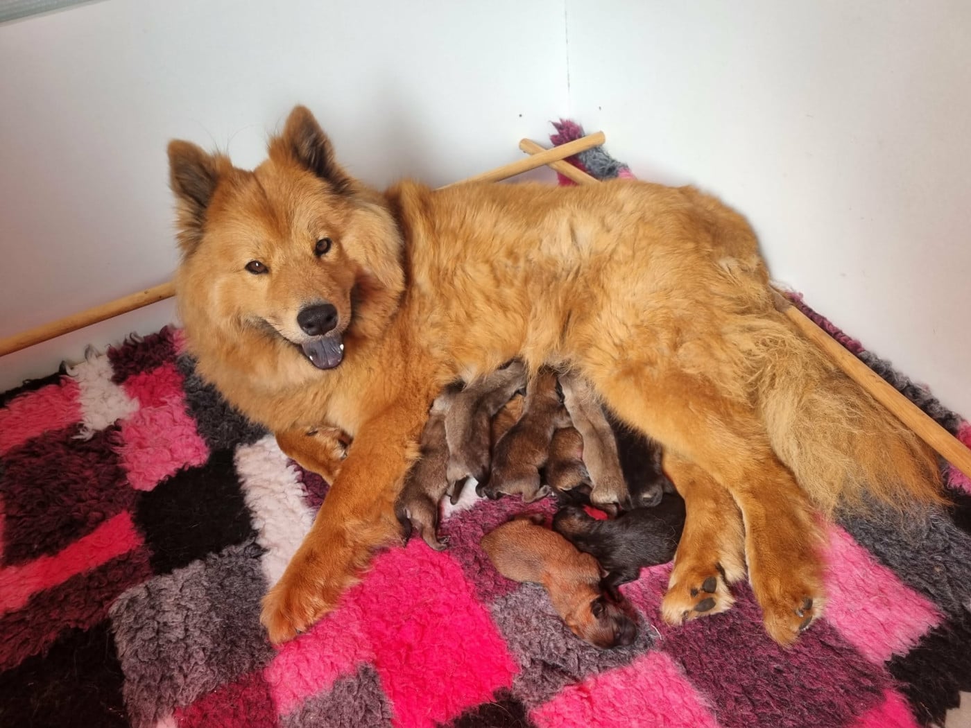 Miss Violette - Eurasier