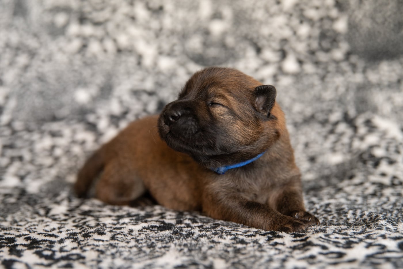 M Bleu - Eurasier