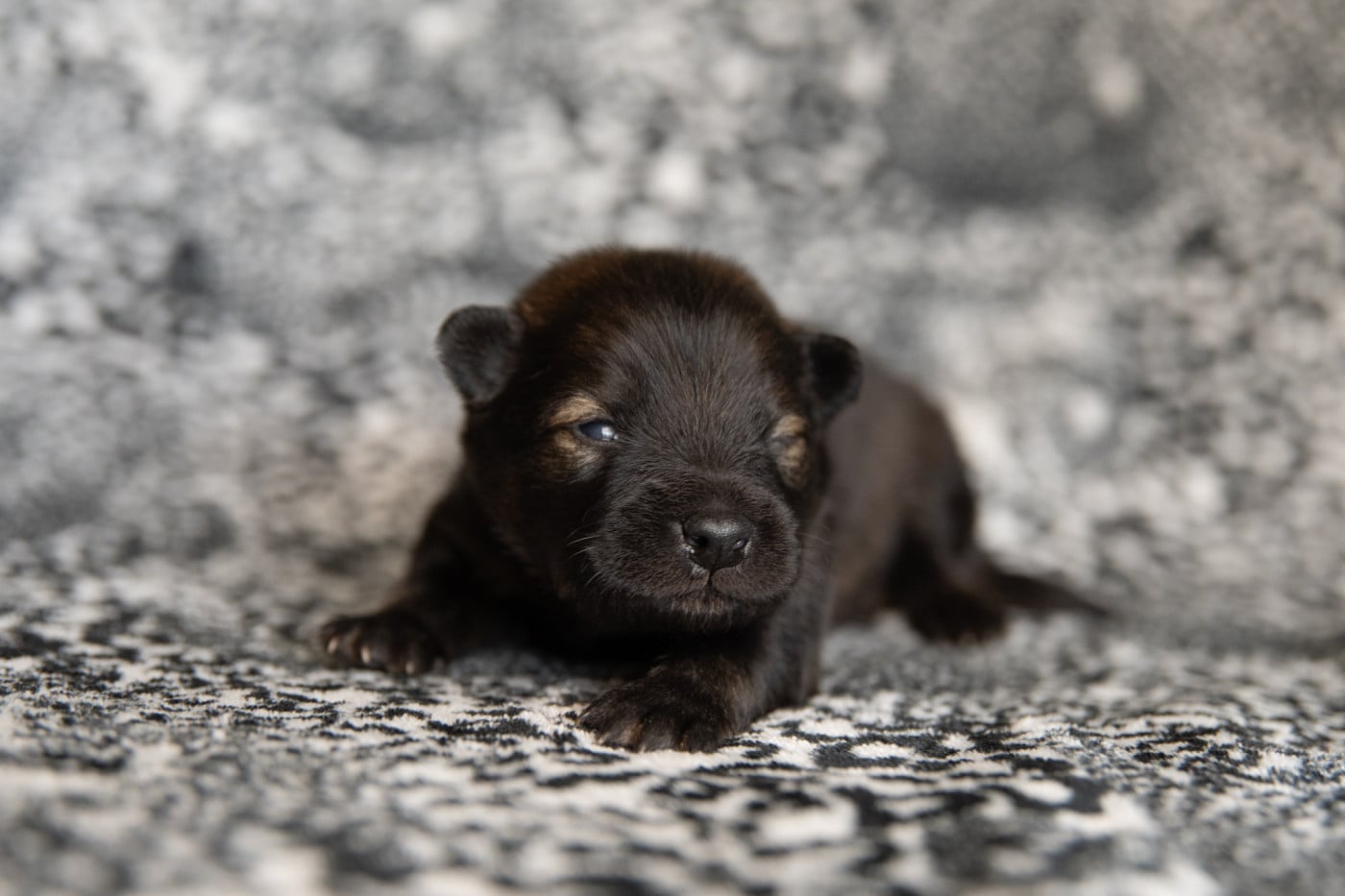 M.Rouge - Eurasier