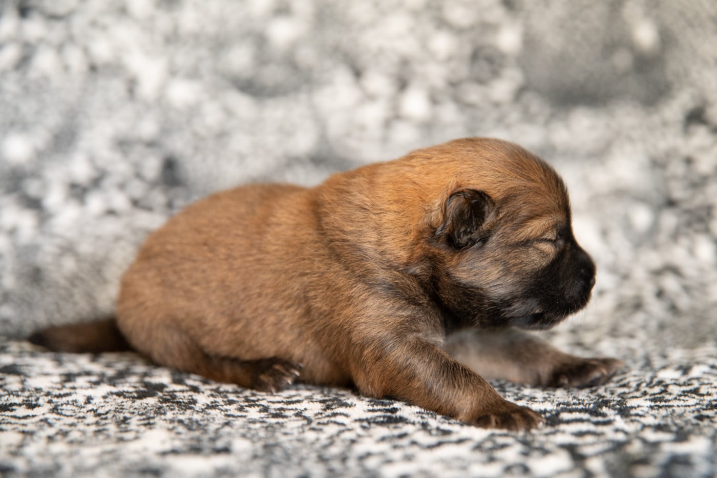 M. sans collier - Eurasier