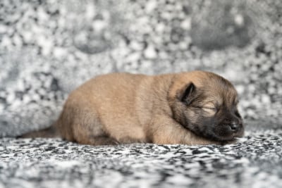 Miss blanche - Eurasier
