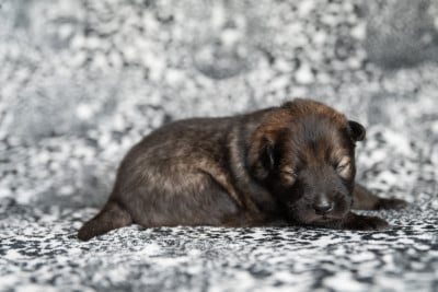 Miss Rose - Eurasier