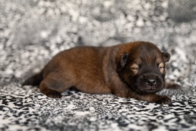 Miss Rose - Eurasier