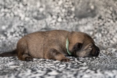 Miss Turquoise - Eurasier