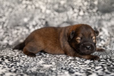 Les chiots de Eurasier