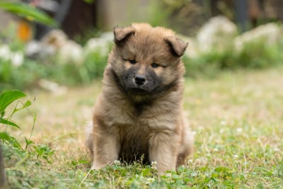 Les chiots de Eurasier