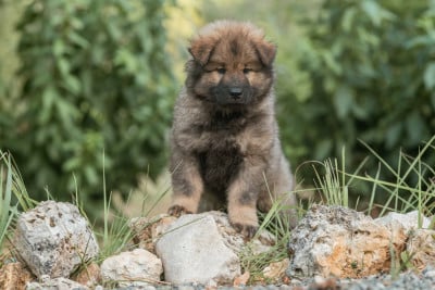 Eurasier