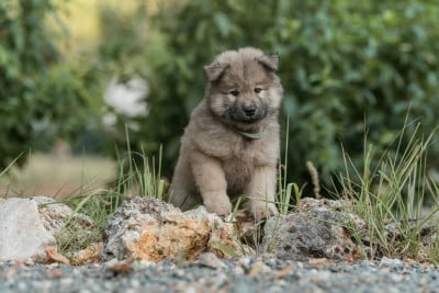 Les chiots de Eurasier