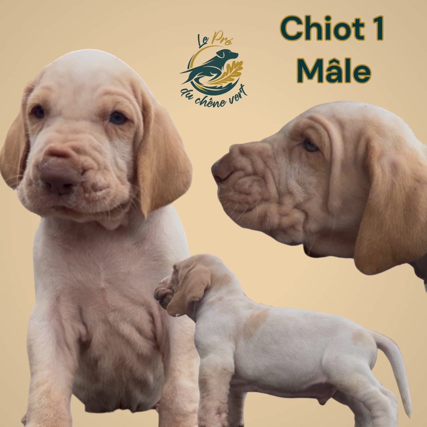 Chiot N°1 - Braque Italien