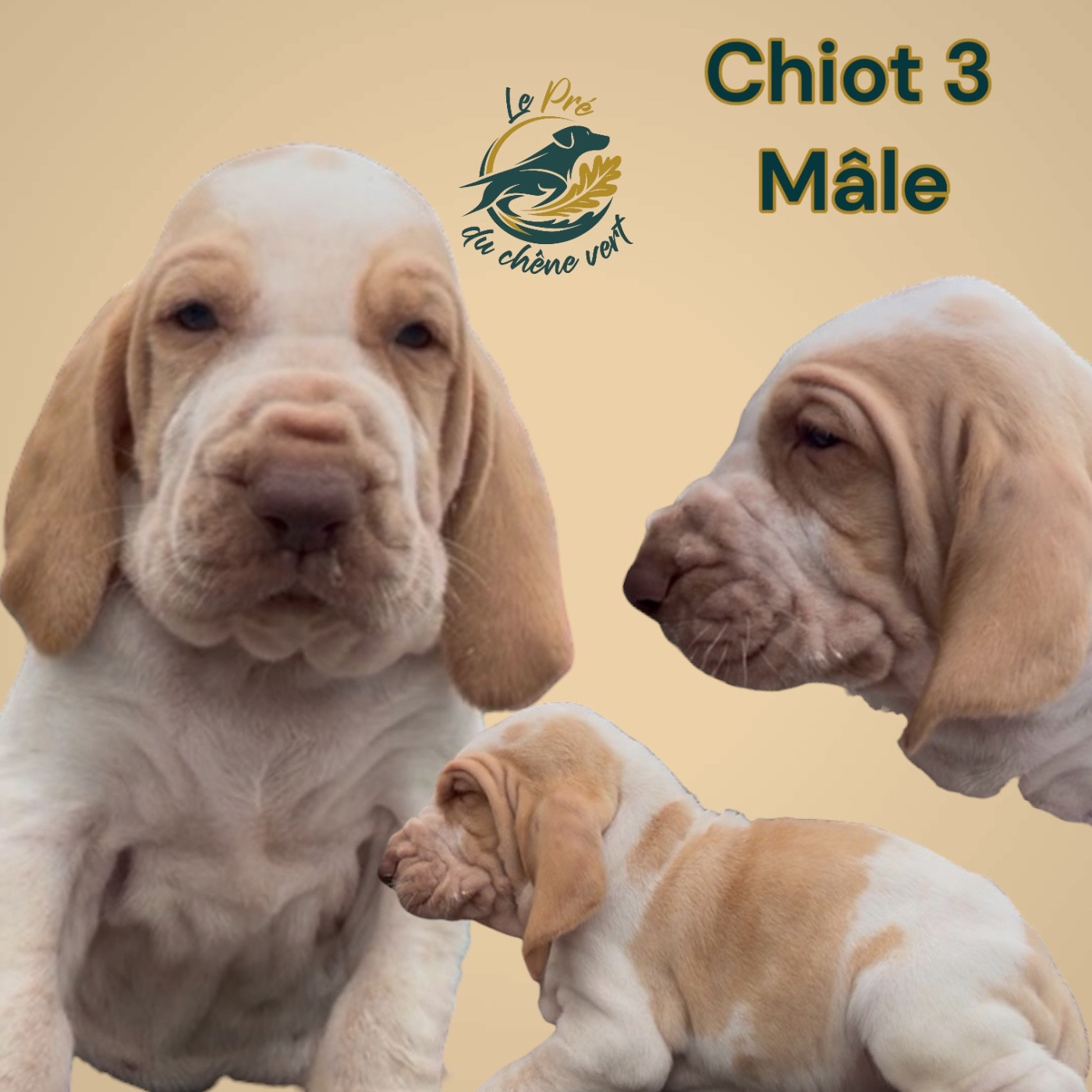 Chiot N°2 - Braque Italien