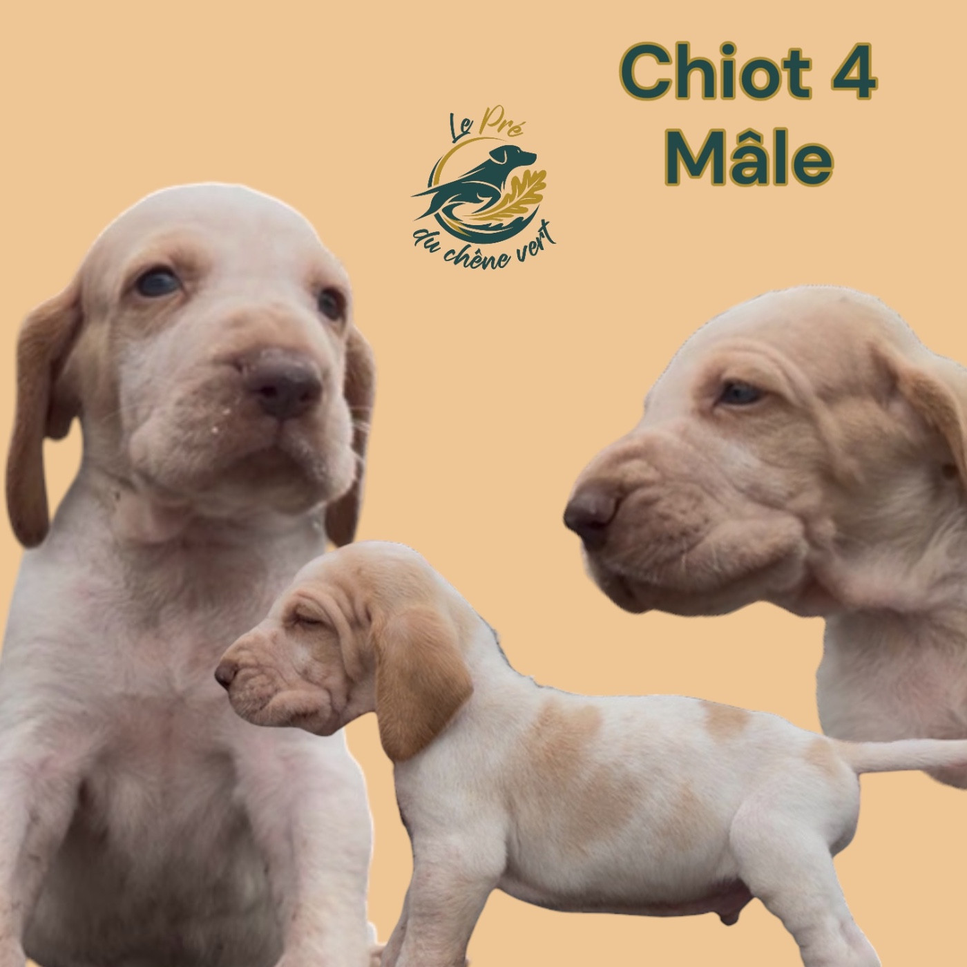 Chiot N°4 - Braque Italien