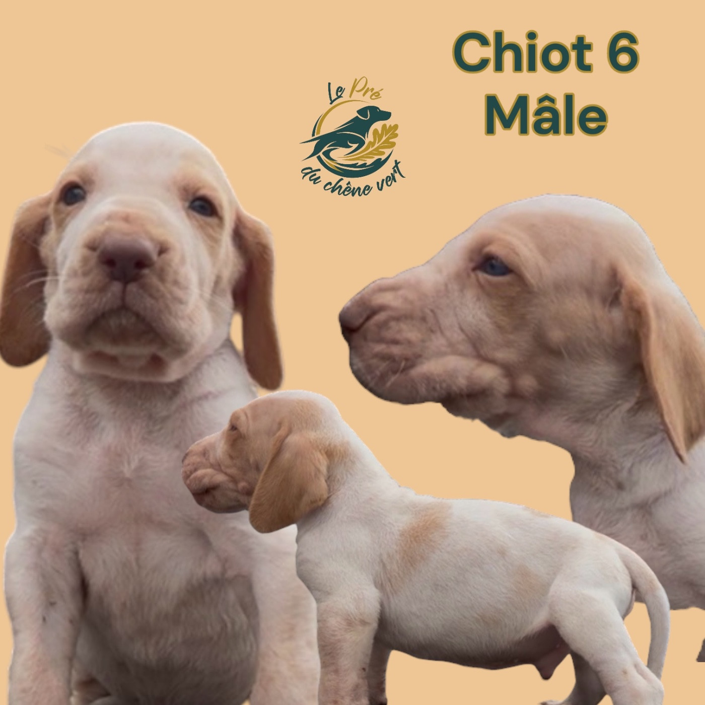 Chiot N°5 - Braque Italien