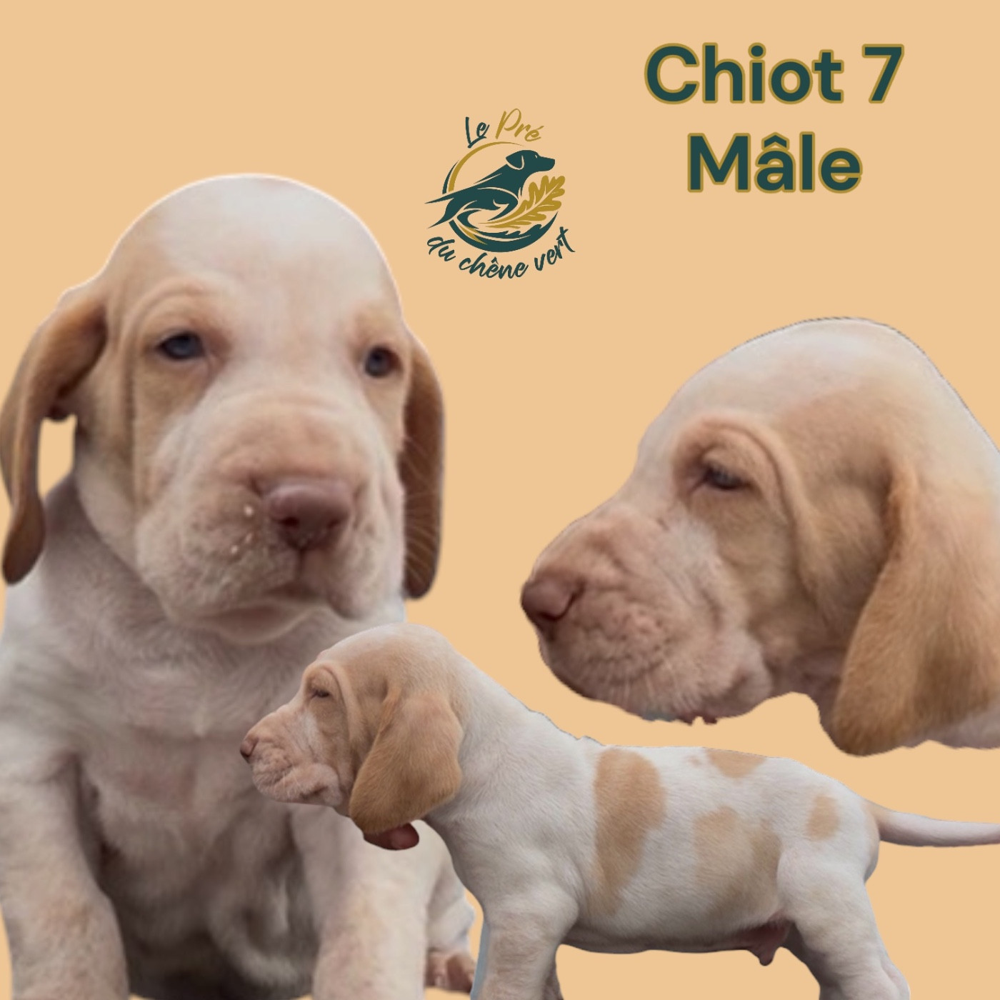 Chiot N°6 - Braque Italien