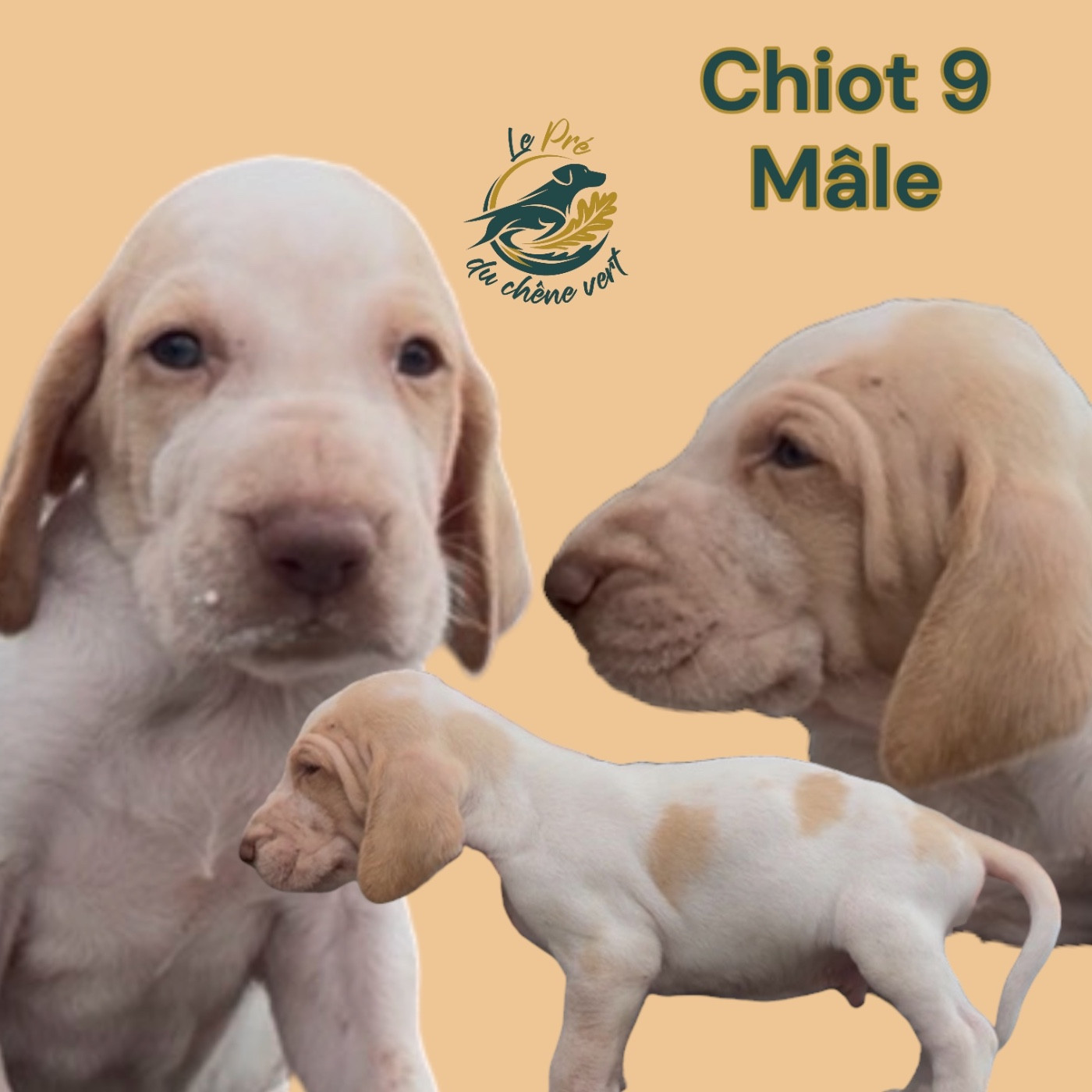 Chiot N°3 - Braque Italien