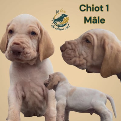 Les chiots de Braque Italien