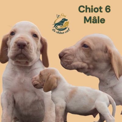 Les chiots de Braque Italien