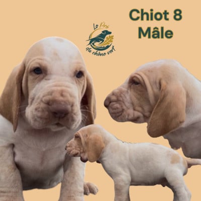 Les chiots de Braque Italien