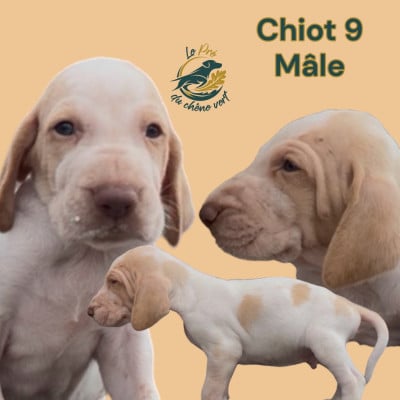 Les chiots de Braque Italien