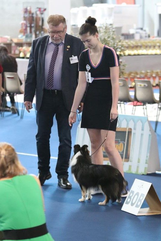 Teeny dream Des Shelties Des Hameaux - CACS - Meilleur de Race